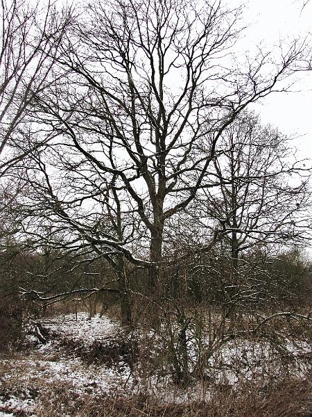Wandeling De Paalse Plas 24-2-2013 (21).JPG